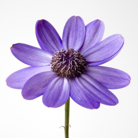 Purple flower